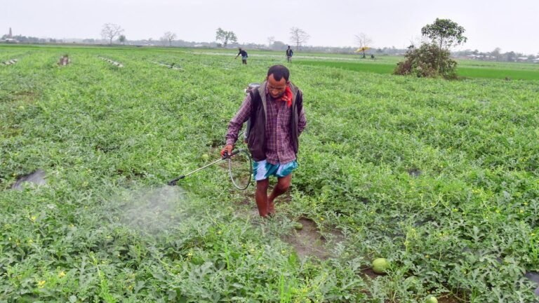 Impact of Iran war: Pesticide industry warns of rising prices and spread of fake materials