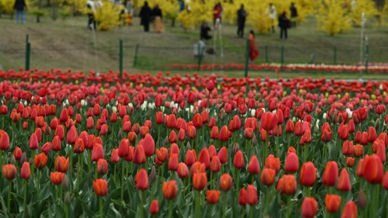 The Tulip Festival attracts tourists to the Kashmir Valley