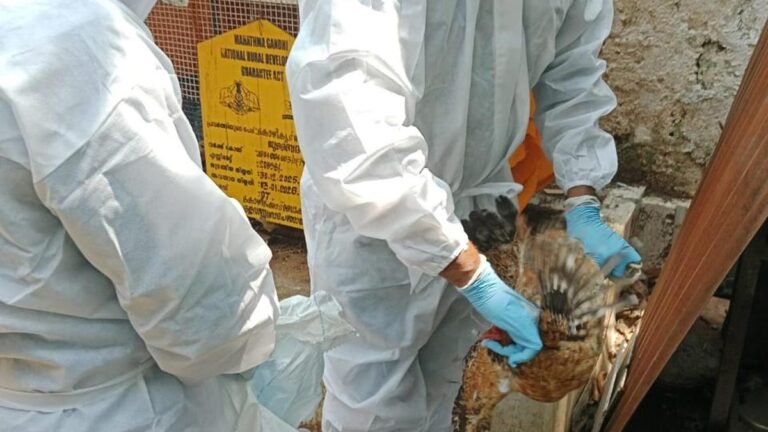 Bird flu: bird culling begins in Kozhikode