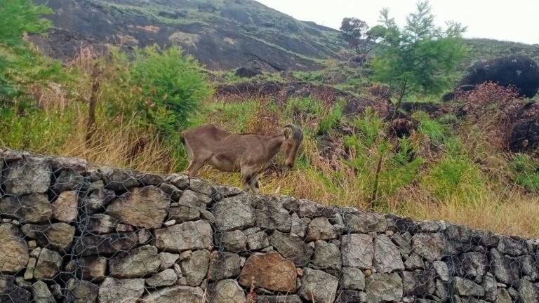 The Nilgiri tahrs are thriving in the Chokramudi hills after Govt. taking over land