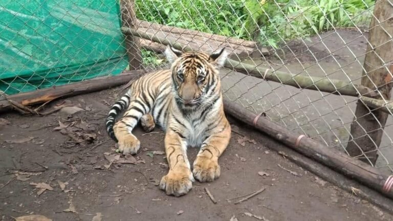 Tiger ‘Mangala’ will be shifted to Thrissur Zoological Park