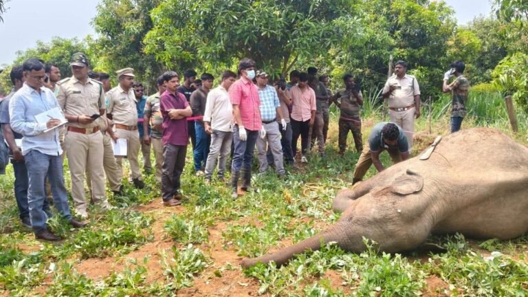 Two juvenile elephants electrocuted by illegal traps in Tirupati district