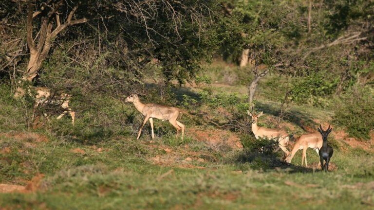 NGT postpones SEIAA rejection of quarry near Vallanadu Blackbuck Sanctuary