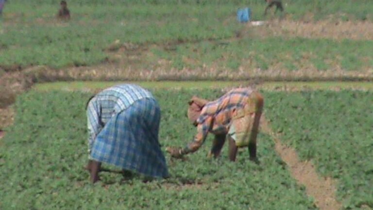 Farmers are dying of suicide in WB due to TMC’s flawed policies, BJP president claims