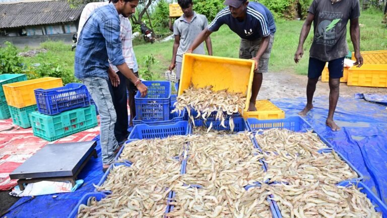 Rumors of export suspensions triggered panic selling by aquaculture farmers in Andhra Pradesh