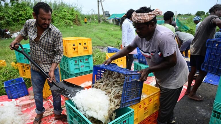 From tariff turbulence to trade resilience, Andhra Pradesh anchors India’s shrimp export growth