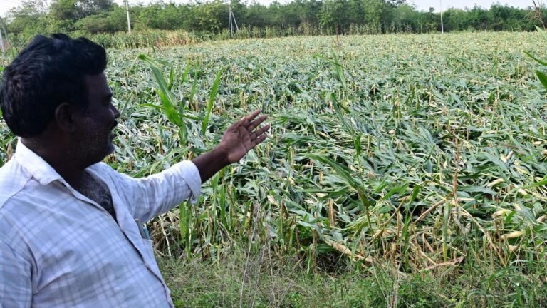 Unseasonal rains: Ministry of Agriculture reviews situation, assesses farm losses