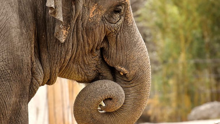 Groups to prevent human-elephant conflict associated with more elephant deaths