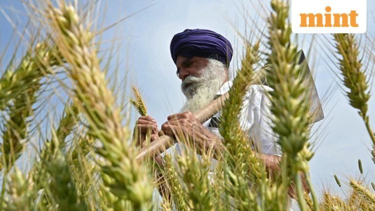 More wheat farmers will look to MSP as prices fall on record production forecast | Today’s news