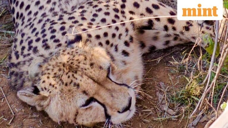 Five cubs born to Namibian cheetah Jwala in Kuno, India total exceed half a century | Today’s news