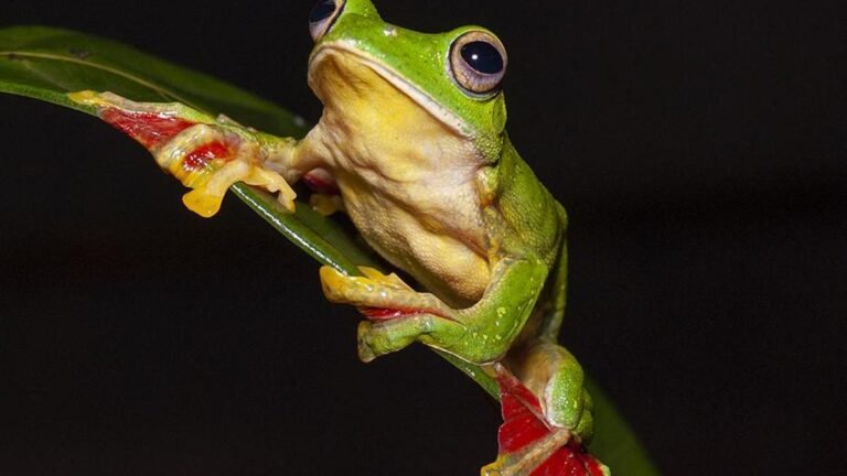 From citizen science to sanctuaries, Indian frogs find allies