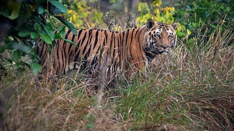 41 of the country’s 166 tiger deaths last year reported in Maharashtra