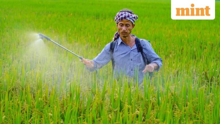 The center ensures adequate availability of fertilizer despite supply disruptions from the US-Iran war | Today’s news