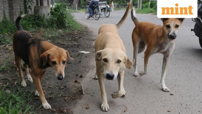 100 stray dogs poisoned to death in Telangana in another incident, toll to touch 1300 | Today’s news