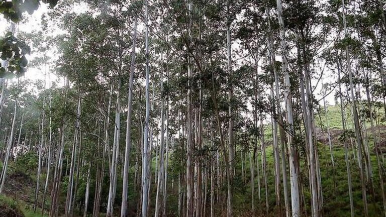 FAC allows KFDC to continue felling trees