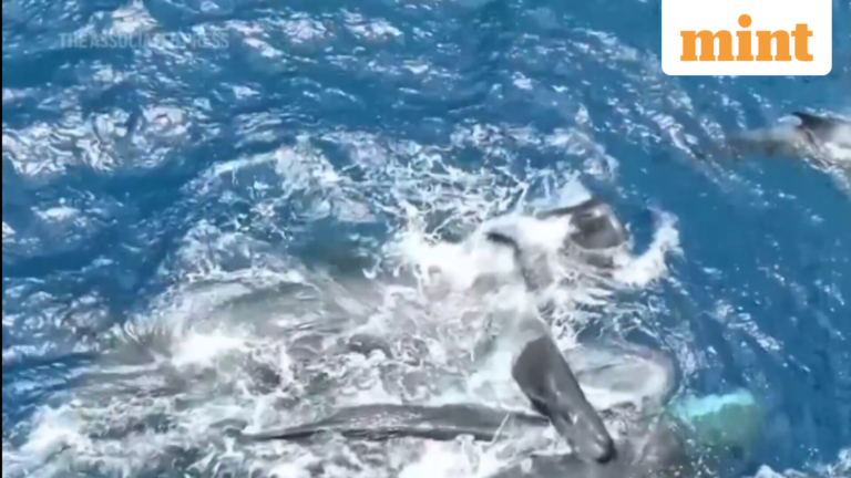 Sperm whale birth caught on camera; scientists praise “intergenerational support from grandma…” – Video | Today’s news