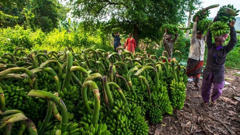 With exports halted due to the Gulf War, banana farmers in Andhra Pradesh are looking up to the government. support