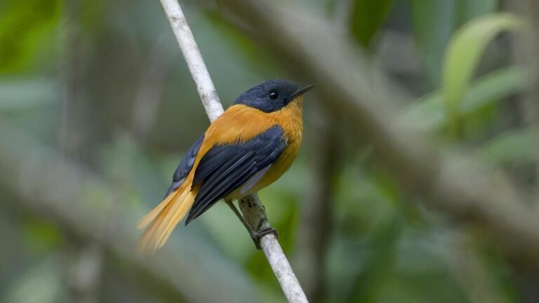 The Pacific Valley bird survey records 192 species