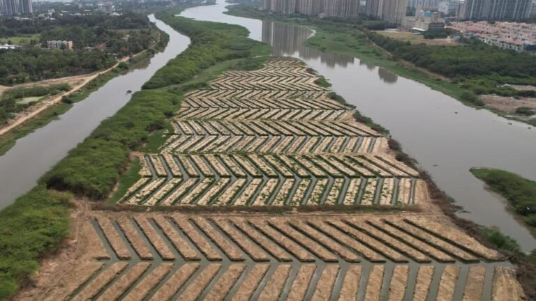 TN Forest Department planted 20,000 mangrove saplings along Buckingham Canal
