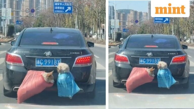 Chinese travelers hanging pets out of cars? Blogger points to disturbing trend, finds 62 dead animals on highway | Today’s news