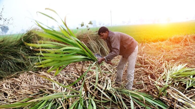 House panel flags 32 times increase in sugar cane arrears, farmers start protests