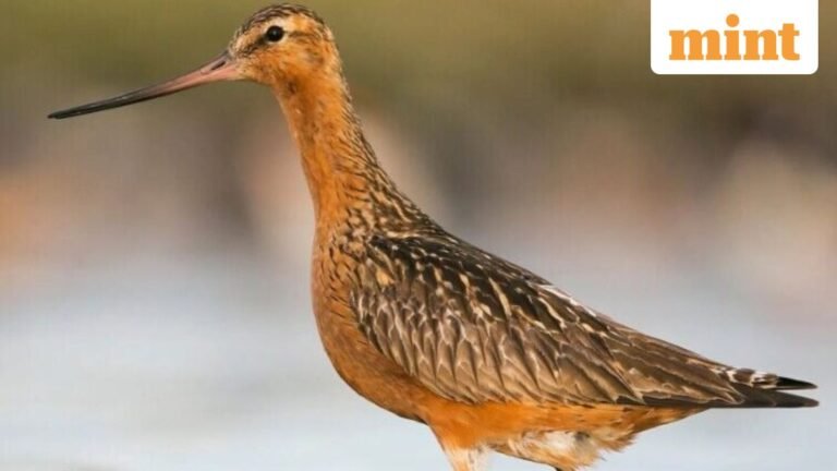 Migratory bird breaks record for longest non-stop flight: How a baro-tailed tern flew 13,560 km in 11 days | Today’s news