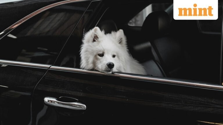 Woman spends ₹1.64 million to send her dog to daycare; package includes dedicated school bus transportation | Today’s news