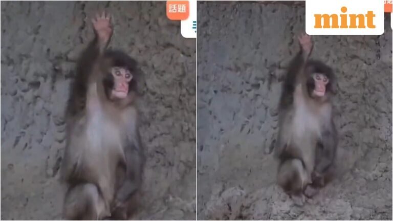 Viral baby Punch the macaque has charmed the internet once again after waving goodbye to visitors at closing time. Follow | Today’s news