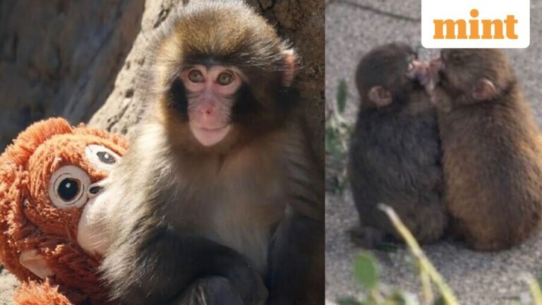 A fairytale ending for Punch? The internet’s beloved baby monkey is tearing up the web again, this time with his ‘girlfriend’ | Today’s news