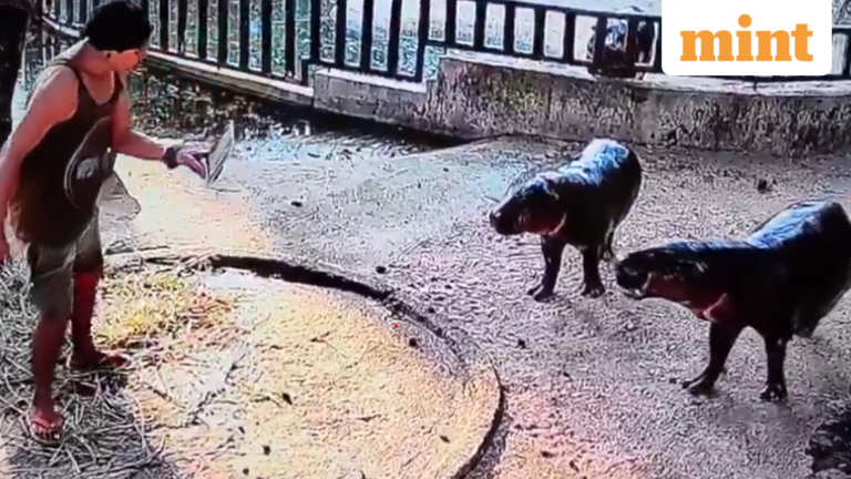 Man arrested after sneaking into viral pygmy hippopotamus Moo Deng’s enclosure; shocking incident caught on camera – Watch | Today’s news