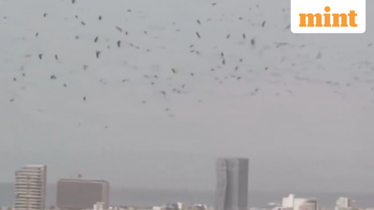 “A harbinger of doom”? Viral videos show thousands of crows swarming the skies of Tel Aviv | Today’s news