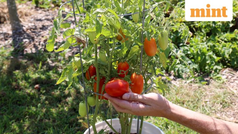 A man grows tomato plants using seeds from a McDonald’s cheeseburger tomato | Today’s news