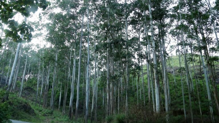 State Govt. approves renewal of KFDC land lease