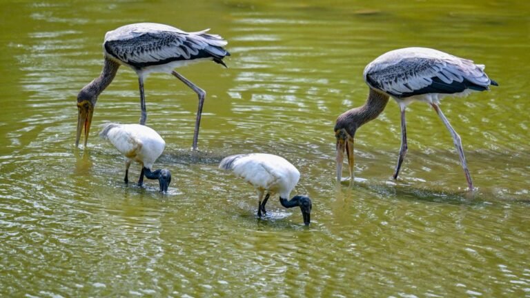 Mapping urban biodiversity starts in the middle of the heat
