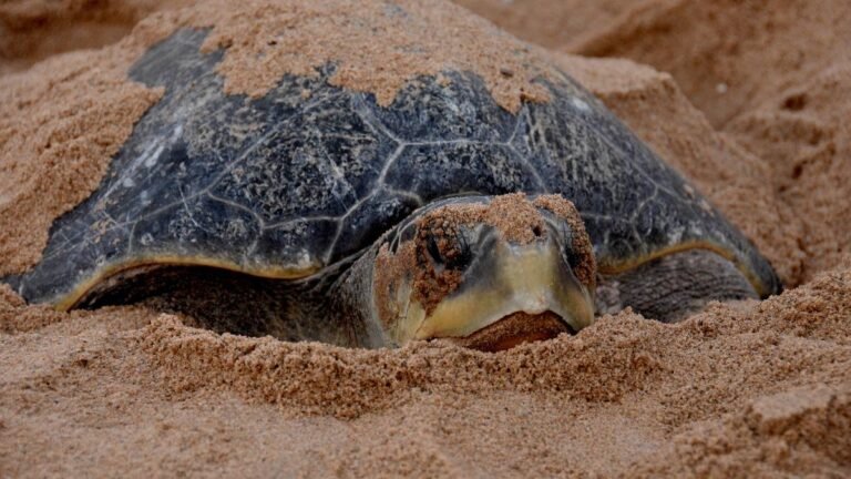 Tagged Olive Ridley turtles from TN reach Sri Lanka Dome and reveal migration patterns