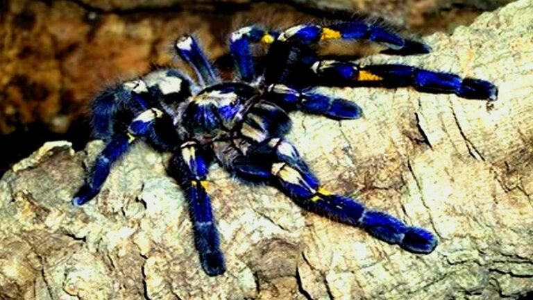 The critically endangered peacock tarantula is in the limelight after Pawan Kalyan’s post