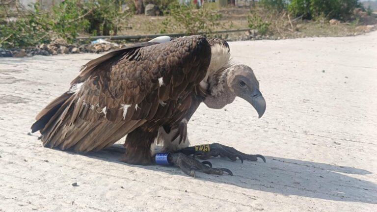 A radio-tagged griffon vulture is tracked in the Mudumalai Tiger Reserve