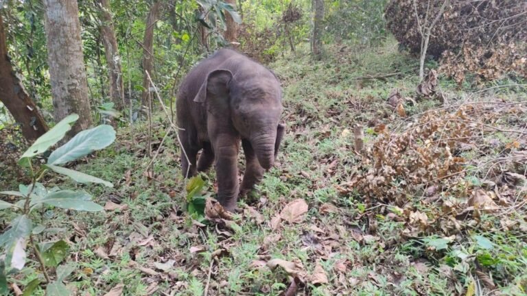 A baby elephant rescued from O’Valley in Gudalur