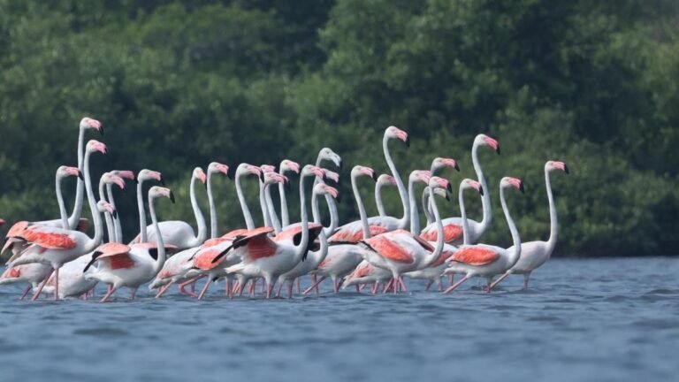 The satellite launch facility plan poses a threat to Hope Island’s ecosystem