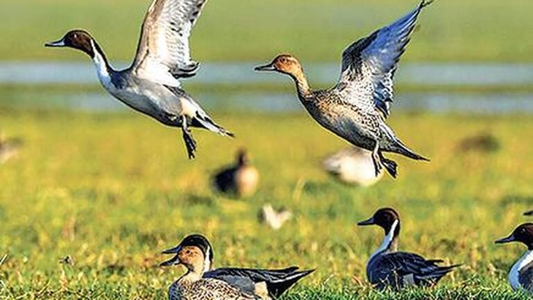 Migratory birds pose huge risk to flights, says wildlife organisation, rejects greenfield plan for Puri International Airport