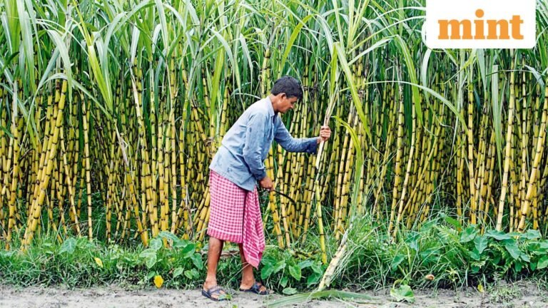 Center moves to overhaul sugarcane control order, invites comments from stakeholders by May 20 | Today’s news