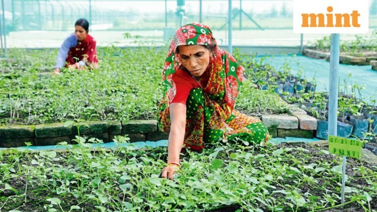 India bans ashwagandha leaf products wellness for health risk | Today’s news