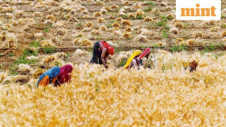 India set to double wheat, flour export quota to rise with global price jump | Today’s news