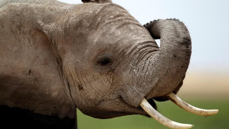 An elephant rescued from the mud in the backwaters of Udutore