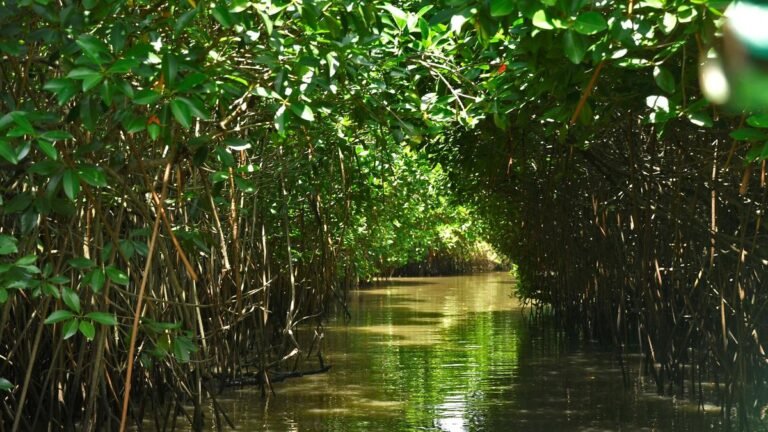 Research found high microplastic contamination in mangrove fish