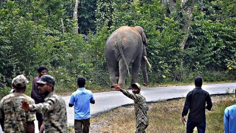 An operation to capture a wild elephant in Hassan has failed