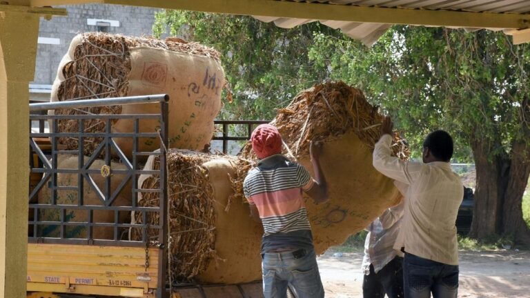 Price crash: Anxiety over slow disposal of tobacco on auction platforms