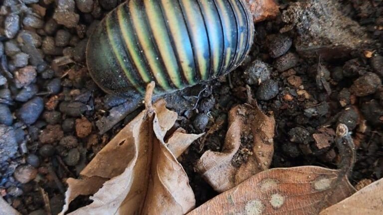 A new study reveals the self-cleaning mechanism of the green pill millipede in the Western Ghats