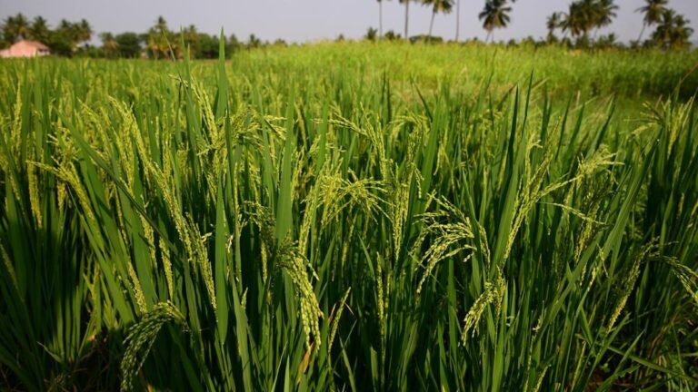 TN Elections: Even as parties promise a number of schemes, farmers are worried about the future of agriculture