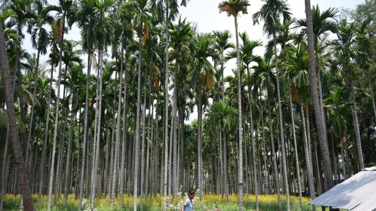 Tamil Nadu Elections 2026: Regulation markets for vegetables and arecanut, prominent demand in Yercaud constituency